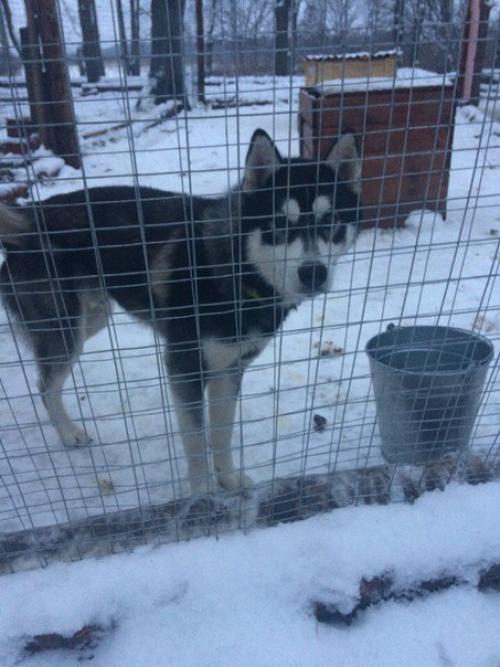 В п. ставрово владимирской области найден кобель хаски (маламута) крупный, немного агрессивный. 02