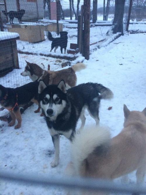 В п. ставрово владимирской области найден кобель хаски (маламута) крупный, немного агрессивный. 01