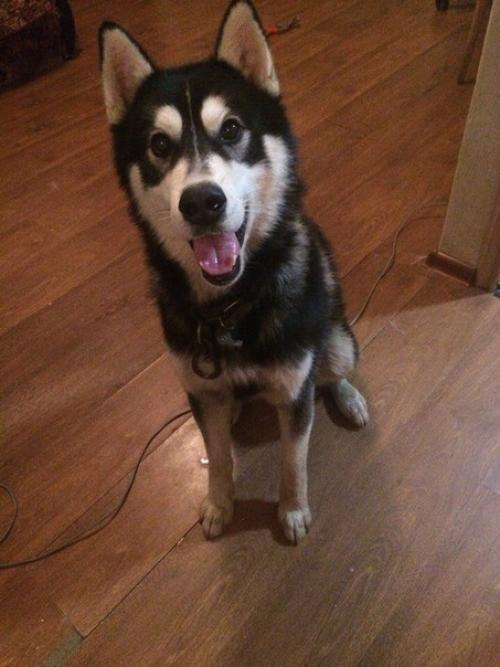 В п. ставрово владимирской области найден кобель хаски (маламута) крупный, немного агрессивный.