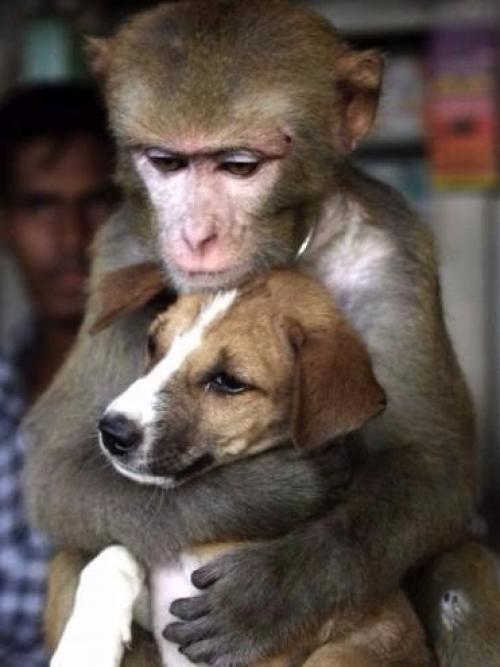 Друг - это прежде всего тот, кто не берется судить. 03