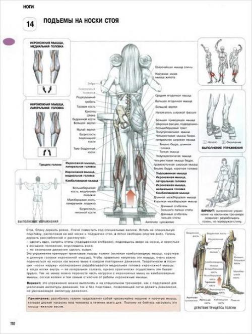 Ноги!  Только лучшее анатомия. 01