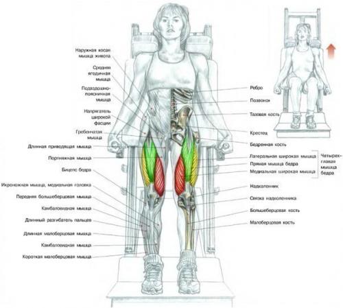 Ноги!  Только лучшее анатомия. 06