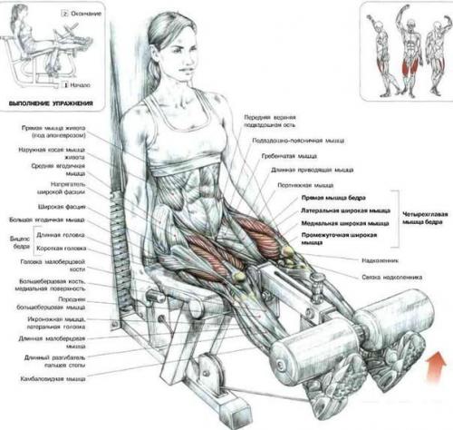 Ноги!  Только лучшее анатомия. 08