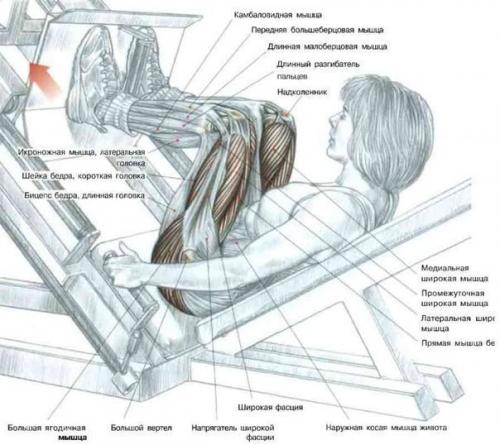 Ноги!  Только лучшее анатомия. 07