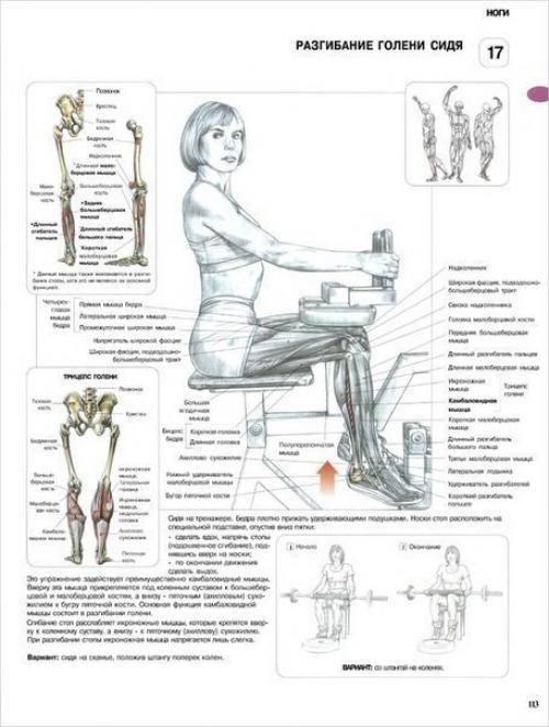 Ноги!  Только лучшее анатомия. 09