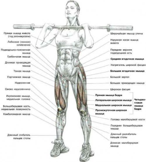 Ноги!  Только лучшее анатомия. 03