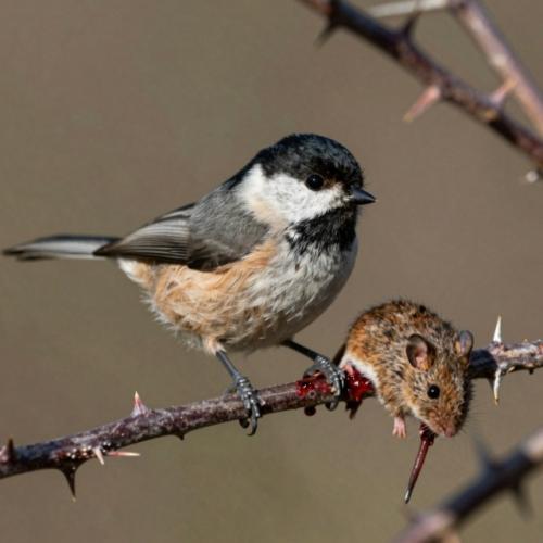 Птица живых мышей на колья сажает.

