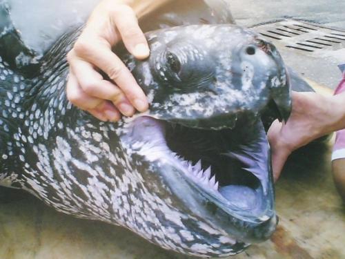 Люди зря боятся акул, нужно бояться черепах. 03