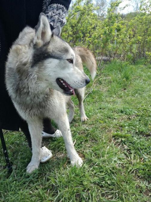 В добром бегает собака, лайка по всей видимости, мальчик. 01