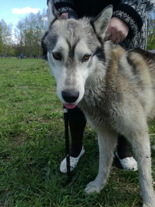 В добром бегает собака, лайка по всей видимости, мальчик.  