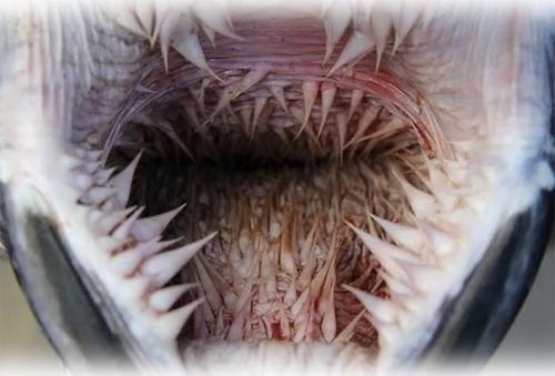 Люди зря боятся акул, нужно бояться черепах. 02