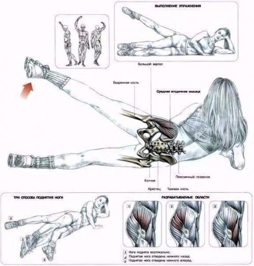 Мы качаем ягодицы: анатомия основные упражнения! 04