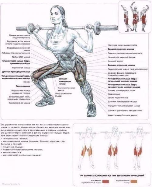 Мы качаем ягодицы: анатомия основные упражнения!