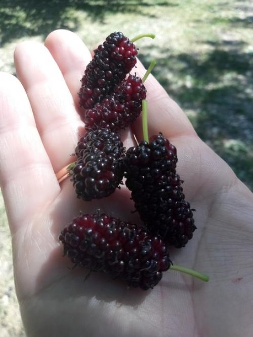 Мы в детстве ее называли атютина и сине - фиолетовые были руки. 04