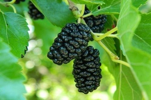 Мы в детстве ее называли атютина и сине - фиолетовые были руки. 03