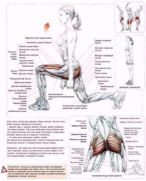 Мы качаем ягодицы: анатомия основные упражнения! 02