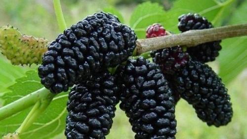 Мы в детстве ее называли атютина и сине - фиолетовые были руки. 01