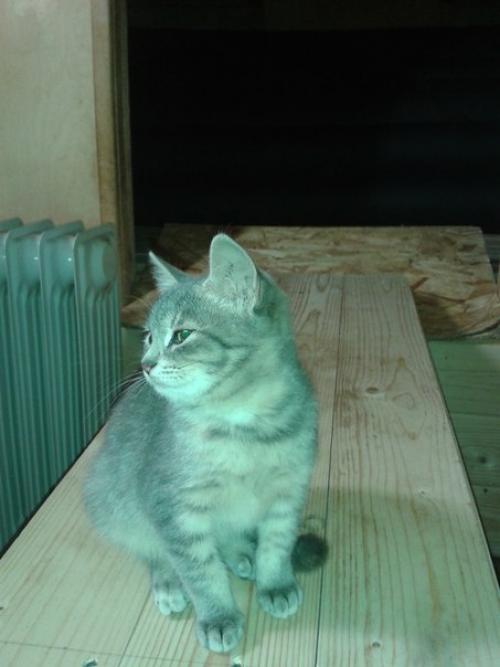 Эту малышку Добрыйхозяин бросил за стены юрьев - польского монастыря, охраняют который два огромных алабая.