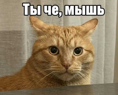 В cети завирусился диалог между арендодателем и потенциальным жильцом. 01