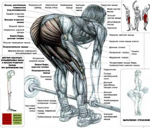 Секреты тренировки ягодиц. 01