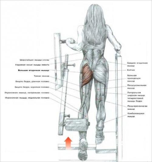 Секреты тренировки ягодиц.