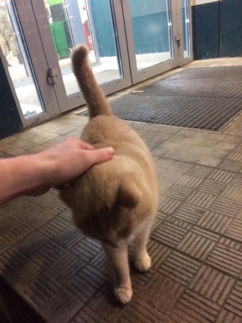 Вот такой милый барбос у Перекрёстка на октябрьском проспекте тусуется. 02