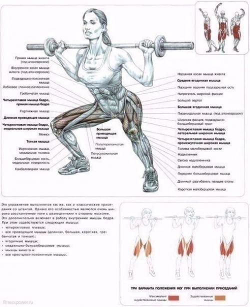 Мы качаем ягодицы: анатомия основные упражнения! 03