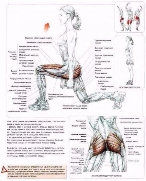 Мы качаем ягодицы: анатомия основные упражнения! 05