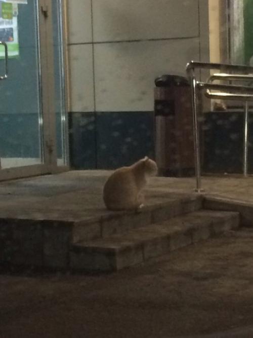 Вот такой милый барбос у Перекрёстка на октябрьском проспекте тусуется. 01