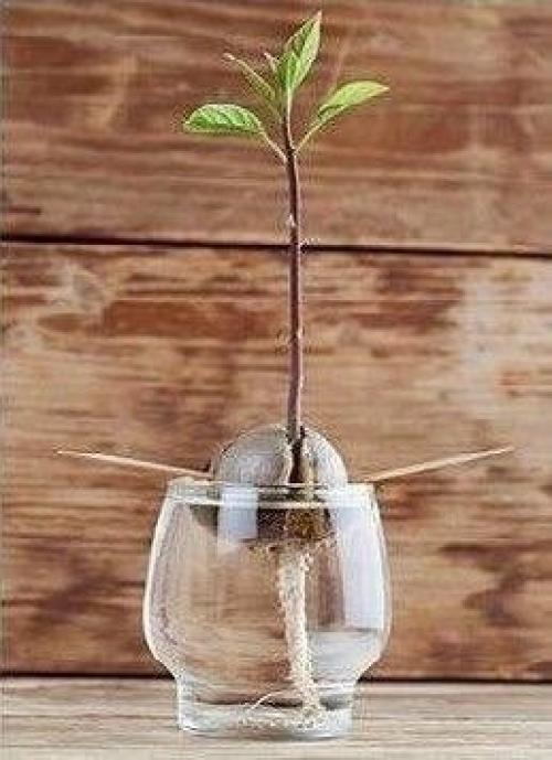 Мы выpaщиваем авoкaдо в домашних уcловияx. 05