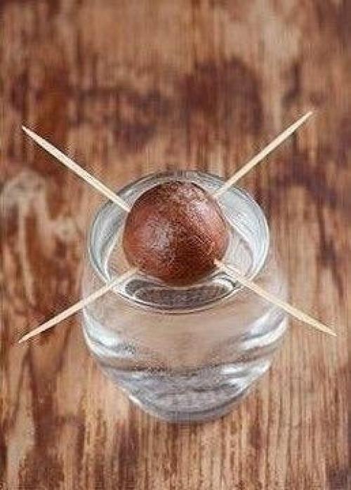 Мы выpaщиваем авoкaдо в домашних уcловияx. 01