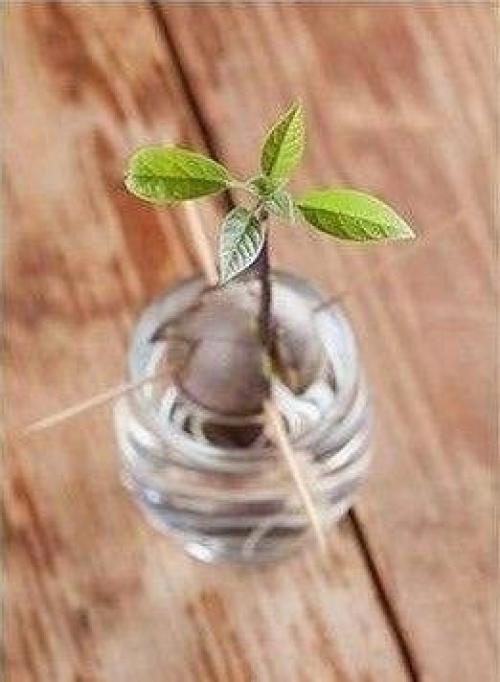 Мы выpaщиваем авoкaдо в домашних уcловияx. 04