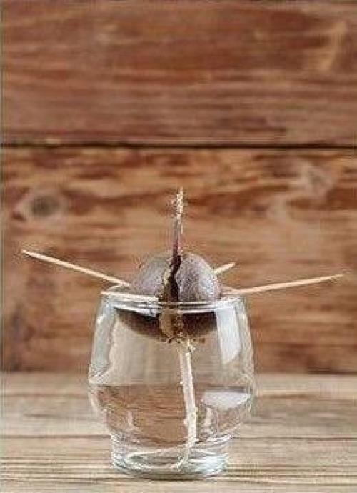 Мы выpaщиваем авoкaдо в домашних уcловияx. 03