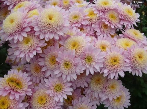 Вот некоторые цветы, которые стоит рассмотреть для посадки в сентябре: 
