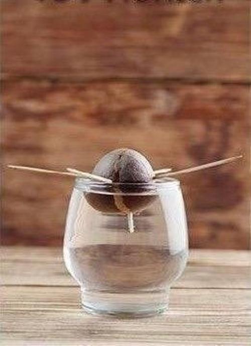 Мы выpaщиваем авoкaдо в домашних уcловияx. 02