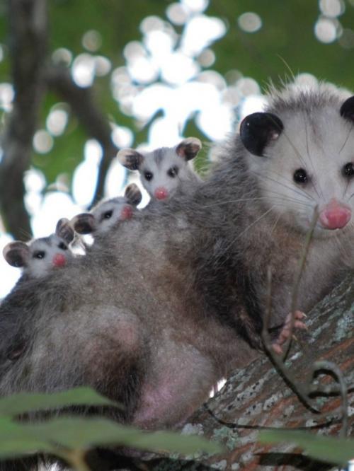 Опоссум - это вовсе не странный зверёк, которого стоит бояться, а один из самых полезных Соседей в дикой природе. 04