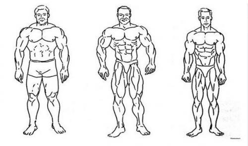 Программы тренировок для каждого типа телосложения! Программы тренировок для каждого типа телосложения!