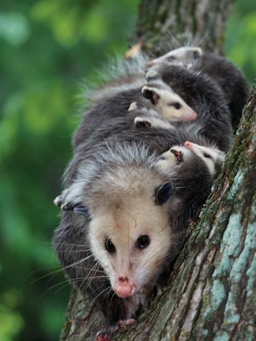Опоссум - это вовсе не странный зверёк, которого стоит бояться, а один из самых полезных Соседей в дикой природе. 02