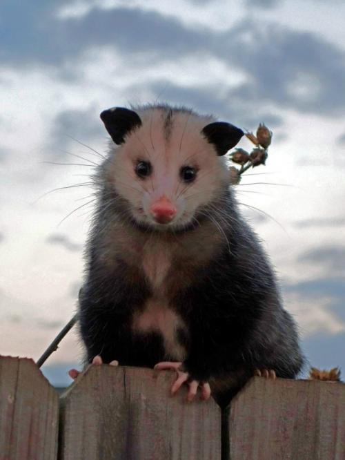 Опоссум - это вовсе не странный зверёк, которого стоит бояться, а один из самых полезных Соседей в дикой природе. 03