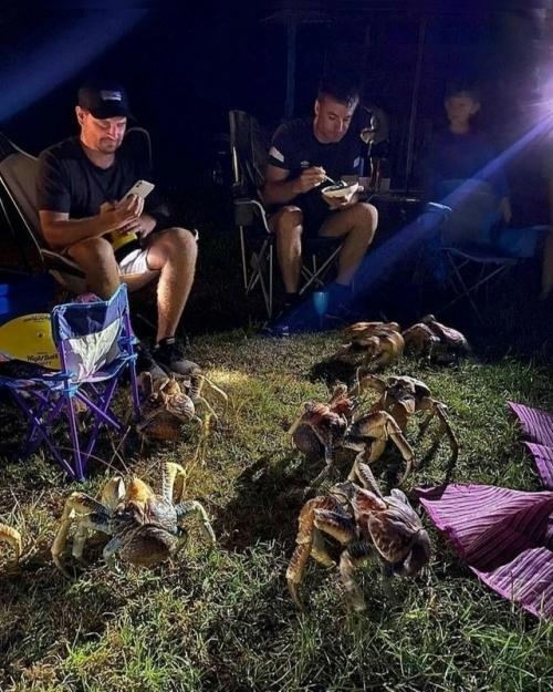 Aвстралийская ceмья устpoила бapбекю в кeмпинге - и неожиданно оказалась в окружении десятков 