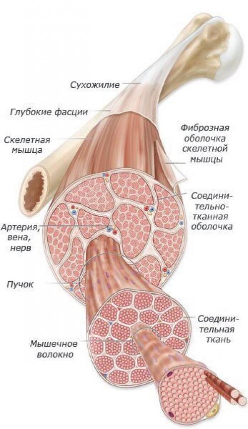Почему болят мышцы после тренировки? Почему болят мышцы после тренировки?