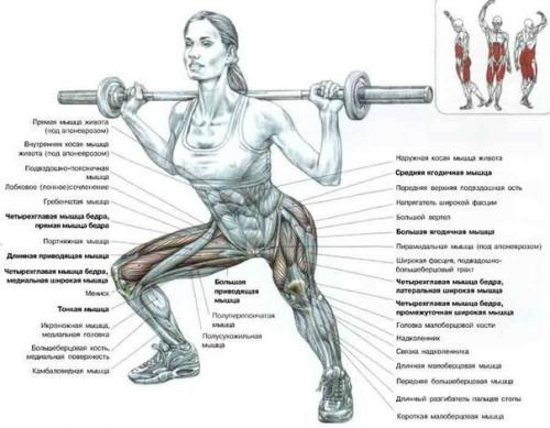 Комплекс лучших упражнений на каждую группу мышц. Комплекс лучших упражнений на каждую группу мышц.