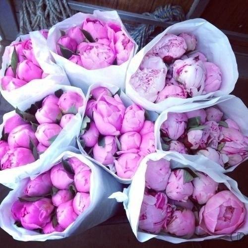 Никогда не нужно слушать, что говорят цветы. 05