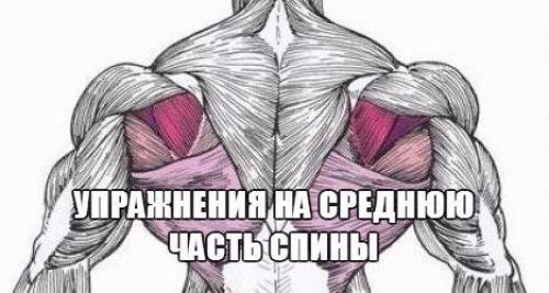 Упражнения на среднюю часть спины.