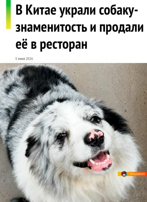 В Китае украли и съели собаку с 1, 5 млн подписчиков. 
