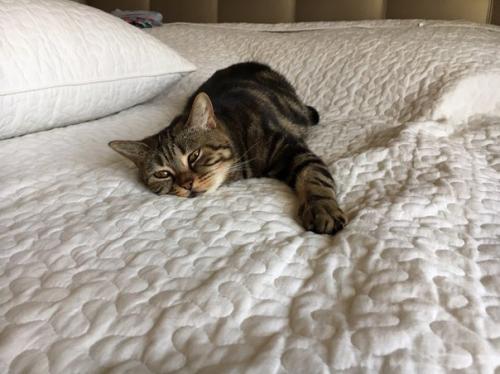 Опубликуйте пожалуйста!  Пропала кошка в районе улицы сущевская где то 1 июля. 02