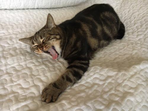 Опубликуйте пожалуйста!  Пропала кошка в районе улицы сущевская где то 1 июля. 01