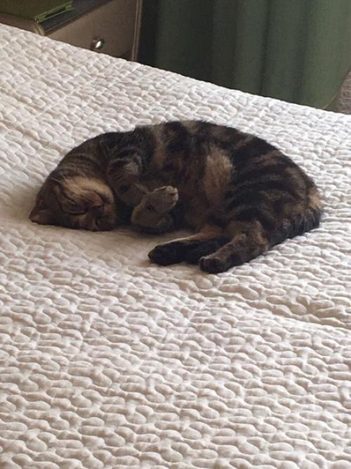 Опубликуйте пожалуйста!  Пропала кошка в районе улицы сущевская где то 1 июля.