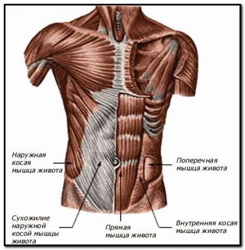 Плоский живот.   Хочу предложить вам отдельный цикл действий, который помогает сделать наш живот плоским. 01
