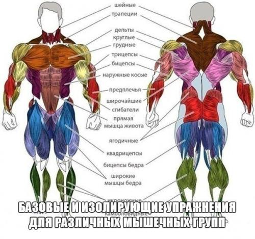 Базовые и изолирующие упражнения для различных мышечных групп. 

